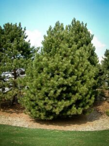 Сосна Чёрная (Pinus Nigra) купить по цене от 270.00р. в интернет-магазине «Посадика» с доставкой почтой в в Армянске и по всей России – [изображение №1].