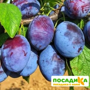 Слива Чачакская ранняя купить по цене от 229.00р. в интернет-магазине «Посадика» с доставкой почтой в в Армянске и по всей России – [изображение №1].