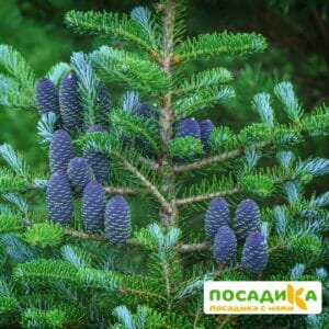 Пихта корейская (Abies koreana) купить по цене от 450.00р. в интернет-магазине «Посадика» с доставкой почтой в в Армянске и по всей России – [изображение №1].