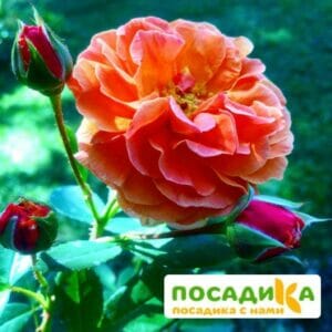 Роза Арабия купить по цене от 350.00р. в интернет-магазине «Посадика» с доставкой почтой в в Армянске и по всей России – [изображение №1].