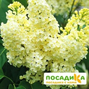 Сирень Примроуз (Primrose) купить по цене от 529.00р. в интернет-магазине «Посадика» с доставкой почтой в в Армянске и по всей России – [изображение №1].