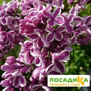 Сирень Сенсация купить по цене от 529.00р. в интернет-магазине «Посадика» с доставкой почтой в в Армянске и по всей России – [изображение №1].