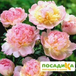 Пион Распберри Сандей (Paeonia Raspberry Sundae) купить по цене от 959р. в интернет-магазине «Посадика» с доставкой почтой в в Армянске и по всей России – [изображение №1].