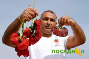 Клубника Гигант Джорнея купить по цене от 266р. в интернет-магазине «Посадика» с доставкой почтой в в Армянске и по всей России – [изображение №1].