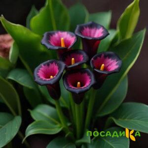 Калла Аура Лейс купить по цене от 400р. в интернет-магазине «Посадика» с доставкой почтой в в Армянске и по всей России – [изображение №1].