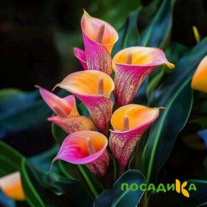 Калла Оникс купить по цене от 450р. в интернет-магазине «Посадика» с доставкой почтой в в Армянске и по всей России – [изображение №1].