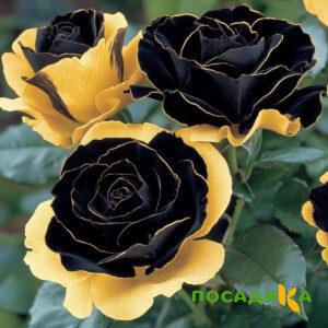 Роза Ханни Сикл купить по цене от 700р. в интернет-магазине «Посадика» с доставкой почтой в в Армянске и по всей России – [изображение №1].