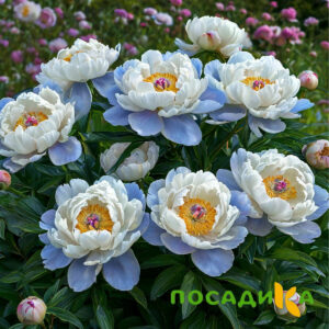 Пион акварельный Этюд купить по цене от 806р. в интернет-магазине «Посадика» с доставкой почтой в в Армянске и по всей России – [изображение №1].
