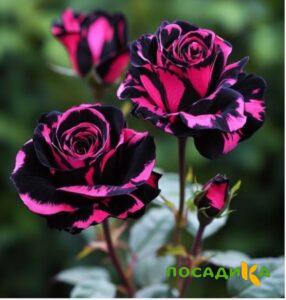 Роза Багровый Шепот купить по цене от 366р. в интернет-магазине «Посадика» с доставкой почтой в в Армянске и по всей России – [изображение №1].