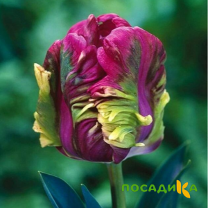 Тюльпан Экзотик Хэвен купить по цене от 186р. в интернет-магазине «Посадика» с доставкой почтой в в Армянске и по всей России – [изображение №1].