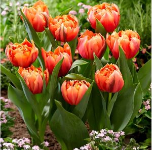 Тюльпан Гудошник Дабл купить по цене от 185р. в интернет-магазине «Посадика» с доставкой почтой в в Армянске и по всей России – [изображение №1].