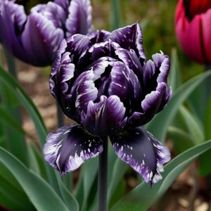 Тюльпан Индиго купить по цене от 600р. в интернет-магазине «Посадика» с доставкой почтой в в Армянске и по всей России – [изображение №1].