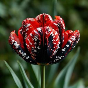 Тюльпан Вельвет Файер купить по цене от 394р. в интернет-магазине «Посадика» с доставкой почтой в в Армянске и по всей России – [изображение №1].