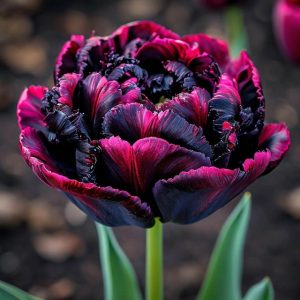 Тюльпан Фламинго купить по цене от 500р. в интернет-магазине «Посадика» с доставкой почтой в в Армянске и по всей России – [изображение №1].