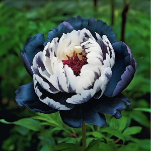 Пион Древовидный Инь-Янь купить по цене от 419р. в интернет-магазине «Посадика» с доставкой почтой в в Армянске и по всей России – [изображение №1].