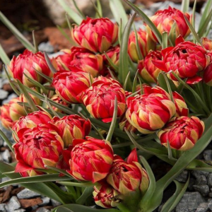 Тюльпан Ап Пинк купить по цене от 390р. в интернет-магазине «Посадика» с доставкой почтой в в Армянске и по всей России – [изображение №1].