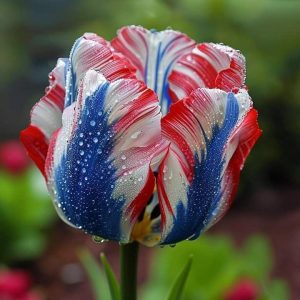 Тюльпан Ремс Сенсейшн купить по цене от 219р. в интернет-магазине «Посадика» с доставкой почтой в в Армянске и по всей России – [изображение №1].