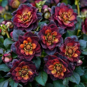 Морозник Сноу Дроп купить по цене от 348р. в интернет-магазине «Посадика» с доставкой почтой в в Армянске и по всей России – [изображение №1].