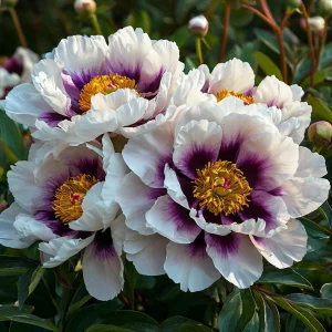 Пион Эко Саммер купить по цене от 548р. в интернет-магазине «Посадика» с доставкой почтой в в Армянске и по всей России – [изображение №1].