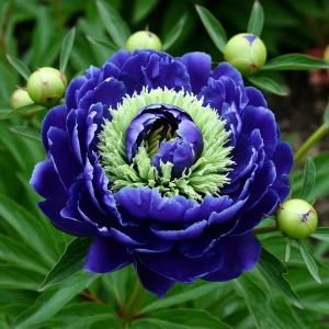 Пион Дримвивер купить по цене от 417р. в интернет-магазине «Посадика» с доставкой почтой в в Армянске и по всей России – [изображение №1].