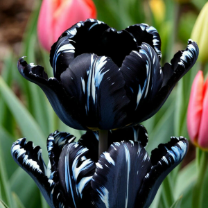Тюльпан Шелк Нуар купить по цене от 219р. в интернет-магазине «Посадика» с доставкой почтой в в Армянске и по всей России – [изображение №1].