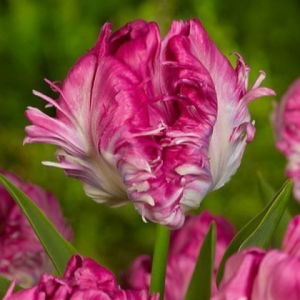 Тюльпан махровый Кул Кристал купить по цене от 400р. в интернет-магазине «Посадика» с доставкой почтой в в Армянске и по всей России – [изображение №1].