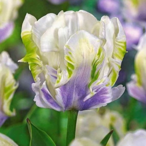 Тюльпан Уайт Лизарт купить по цене от 360р. в интернет-магазине «Посадика» с доставкой почтой в в Армянске и по всей России – [изображение №1].