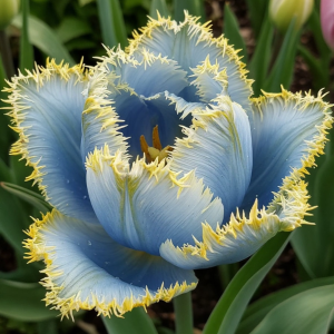 Тюльпан Махровый Амплуа купить по цене от 199р. в интернет-магазине «Посадика» с доставкой почтой в в Армянске и по всей России – [изображение №1].