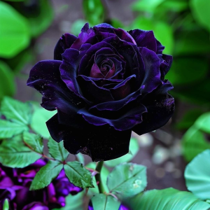 Роза Блэк Пантер купить по цене от 319р. в интернет-магазине «Посадика» с доставкой почтой в в Армянске и по всей России – [изображение №1].