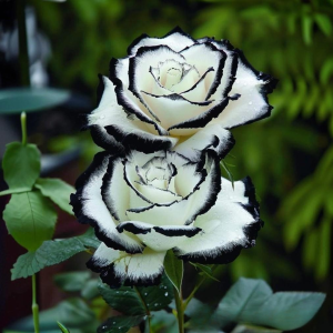 Роза Силк Ивин купить по цене от 319р. в интернет-магазине «Посадика» с доставкой почтой в в Армянске и по всей России – [изображение №1].