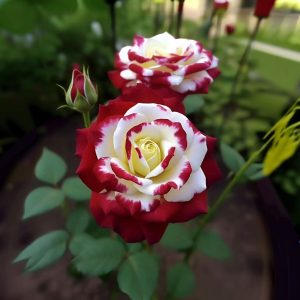 Роза Роял Глом купить по цене от 401р. в интернет-магазине «Посадика» с доставкой почтой в в Армянске и по всей России – [изображение №1].