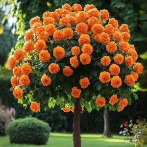 Роза Солнечный Шарм купить по цене от 349р. в интернет-магазине «Посадика» с доставкой почтой в в Армянске и по всей России – [изображение №1].