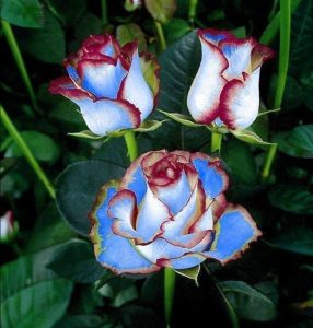 Роза Сафайер Пэтл купить по цене от 450р. в интернет-магазине «Посадика» с доставкой почтой в в Армянске и по всей России – [изображение №1].